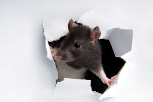 Les méthodes les plus efficaces pour tuer les rats